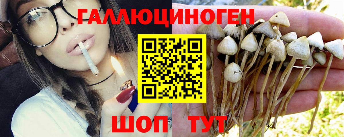 Морозовск  Галлюциногенные грибы Psilocybe  Галлюциногенные грибы GOLDEN TEACHER  Вход с VPN 